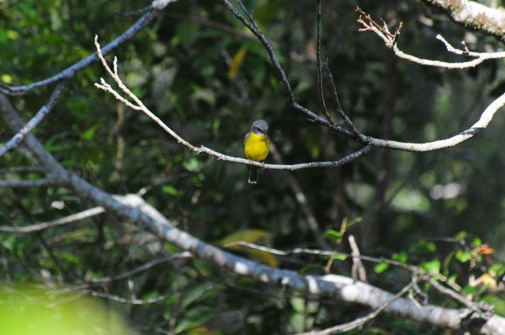 Broken River Mountain Resort Eungella Bagian luar foto